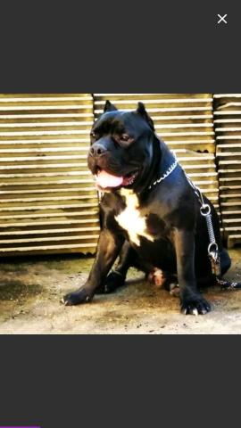 Cobertura American Bully