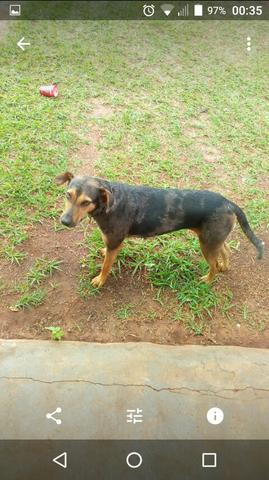 Doação cachorra de 2 anos e meio