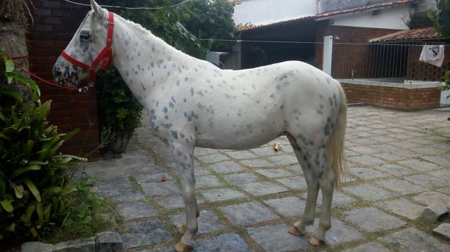 Lindo cavalo pintado piquira