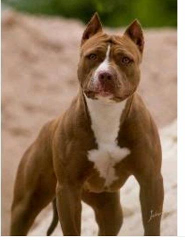 Preocuro! ! operaçao de orelha