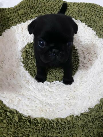 Pug preto top