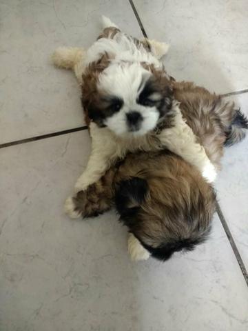 Vende Shih tzu