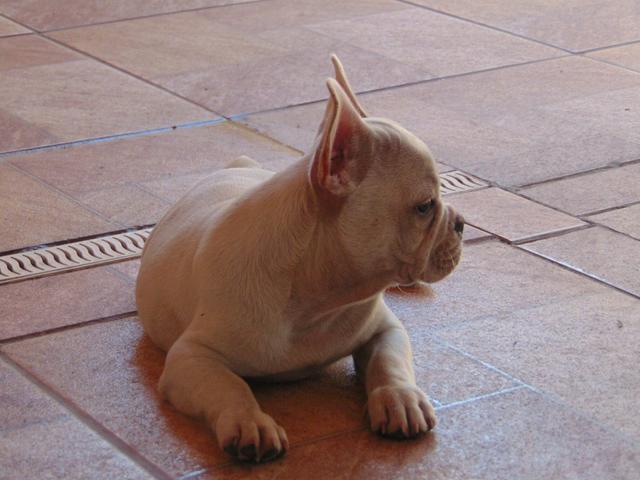 Bulldog francês macho e fêmea com pedigree CBKC