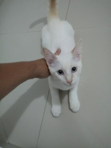Doação Gatinho Branco de olho azul