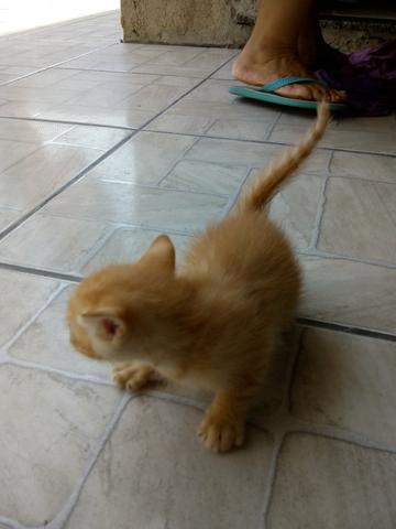 Doação de gatinhos