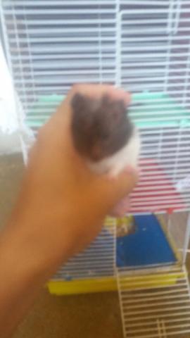 Hamster Sirios