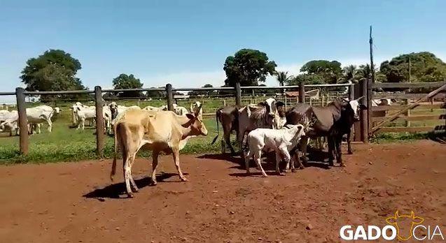 Lote Vacas Paridas de Boi Tabapuã em Mozarlândia - GO