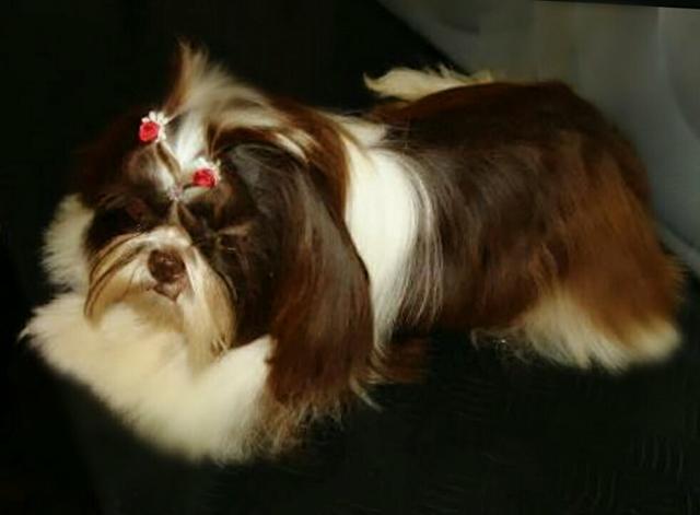 Perfeito Shihtzu Macho com pedigree CBKC Parcelo ate 10x sem juros