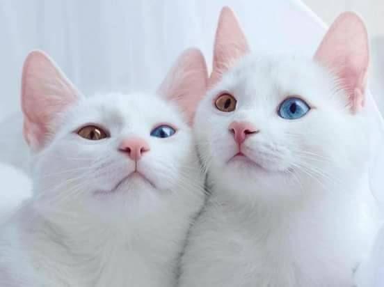 Quero gato com olho de duas cores