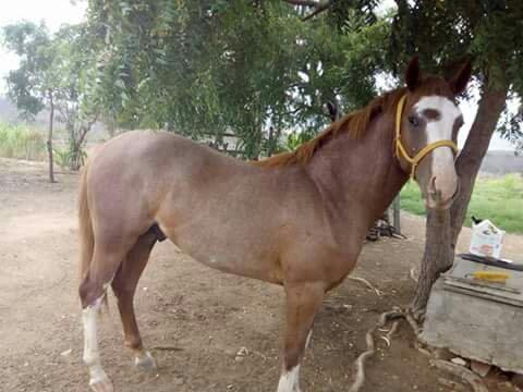 Vende se potro quarto de milha