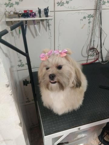 Vendo 2 lhasa por preço de banana (obs: fêmea tá prenha)