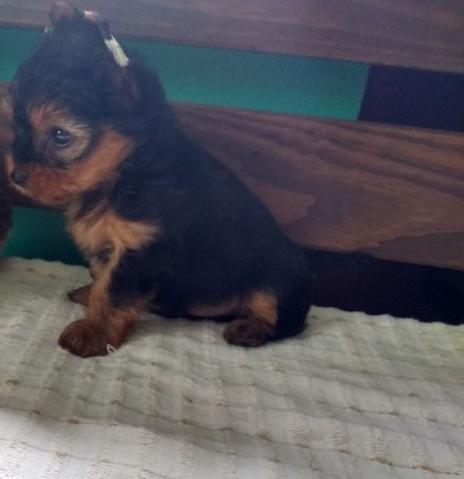 Yorkshire Terrier macho Ultimo
