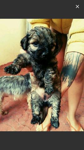 Lhasa apso purissima