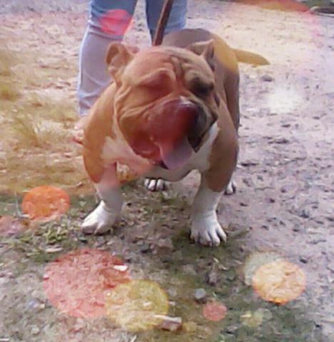 American bully