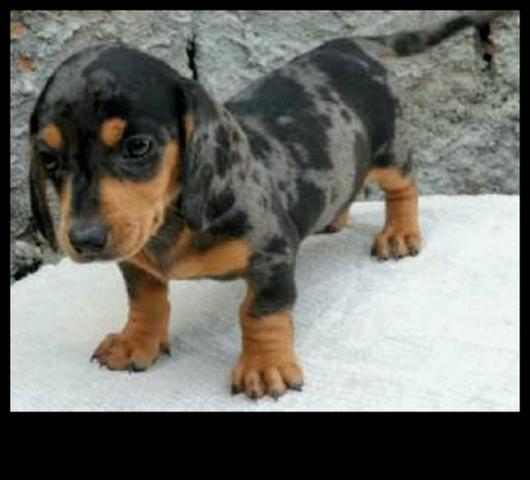 Basset fêmeas pequeno porte