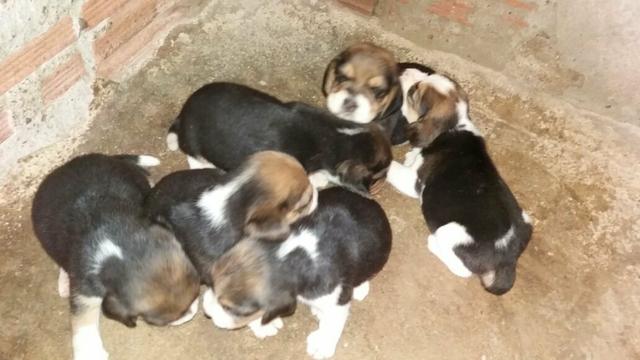 Beagle com Pedigree CBKC!