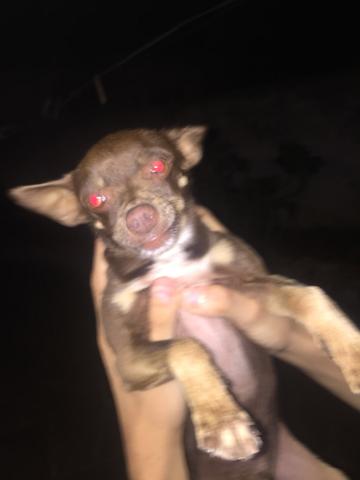 Cachorro ultra fodidacom xênon vermelho