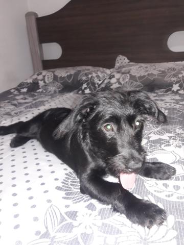 Doação cachorrinha fêmea