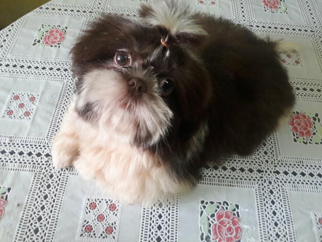 Femea de shihtzu