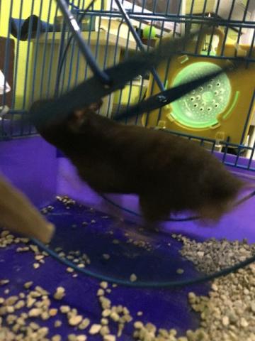 Hamster Sírio com Gaiola