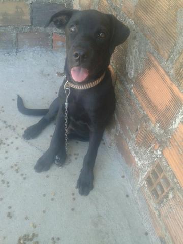 Labrador com Rotwellier