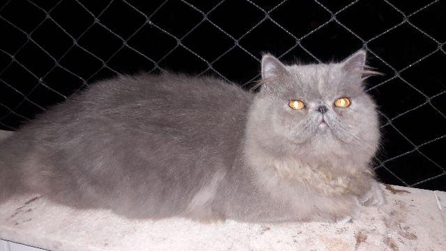 Lindo gato persa cinza