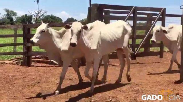 Lote Vacas Paridas Nelore Extra em Rio Verde - GO