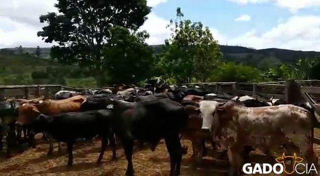Lote Vacas e Novilhas Holandesa e Girolando em Firminópolis - GO