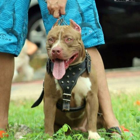 Pitbull Cruza e Cobertura
