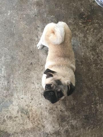 Pug fêmea 8 meses cbkc