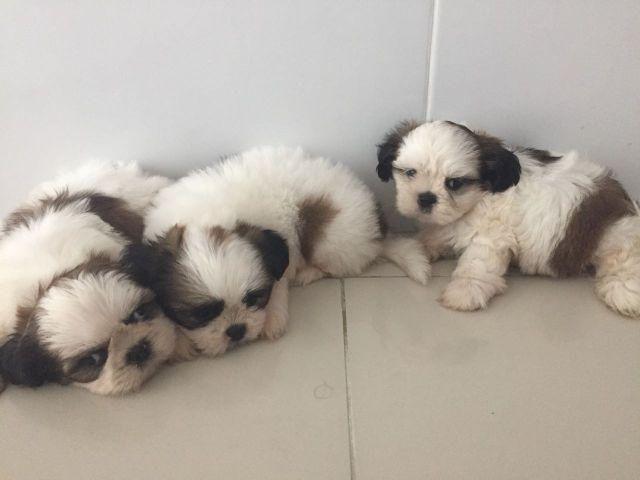 ShiTzu somente Whatsapp