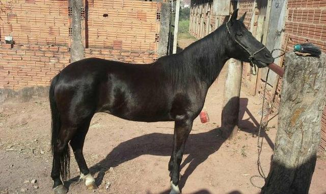 Égua American Troter