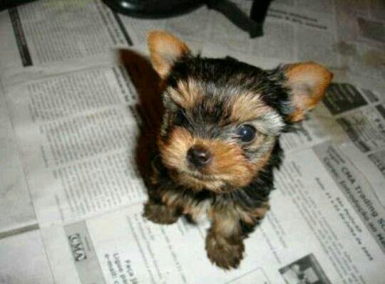 Último macho york mini