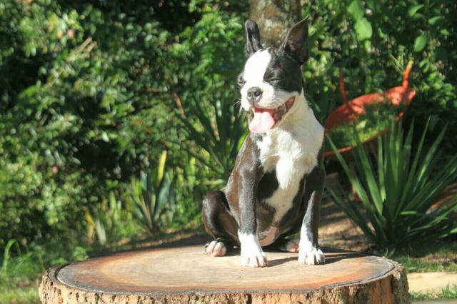 Boston Terrier Fêmeas
