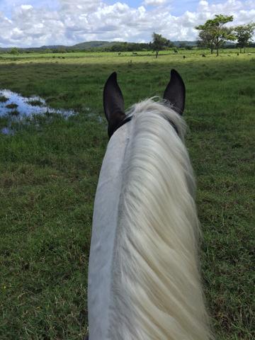 Cavalo Pampa de Preto