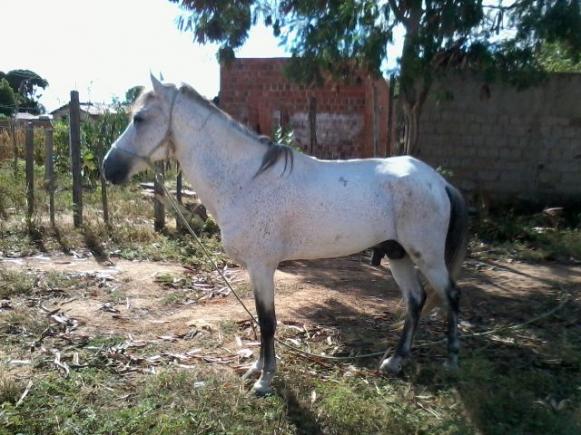 Cavalo em Mossoró-RN