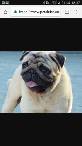 Compro Pug Pago a Vista macho