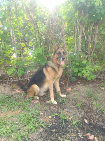 DOA-SE!!! Casal de Pastor alemão com Pedigree.