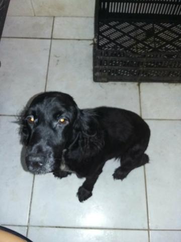 Doação Cocker fêmea 7 anos adotante paga a castração