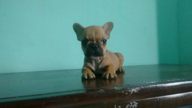 Fêmea bulldog francês