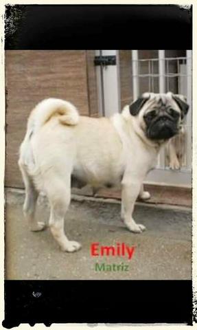 Fêmeas adultas de pug