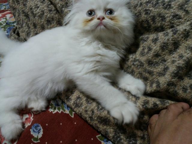 Gato Persa Branco de Olhos Azuis