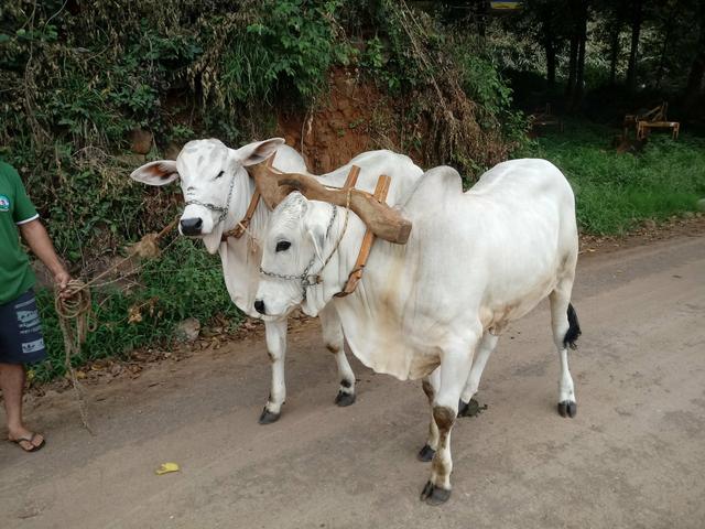 Junta de tourinhos nelori