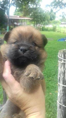 Lindas femias de chowchow