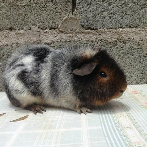 Porquinhos da india Leia