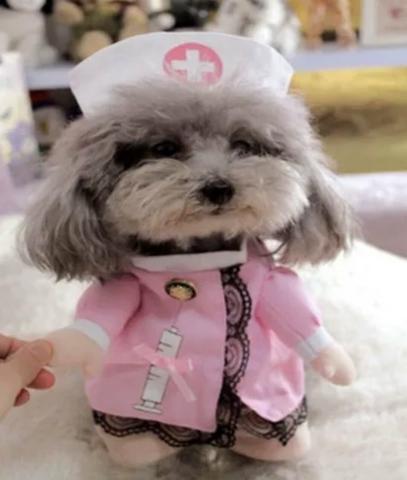Roupinha de Enfermeira para Pet