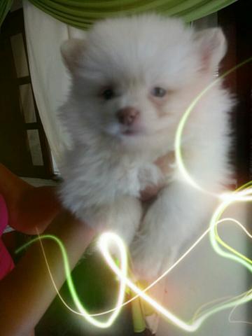 Spitz alemão anão chamar 