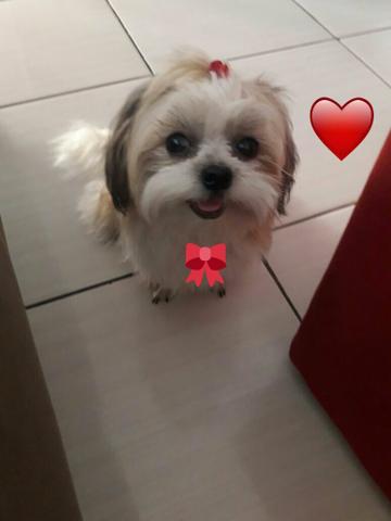 Vendo cachorra shitisu