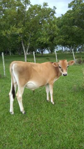 Vendo ou troco por fêmea Jérsei 20 dias a 30 de vida