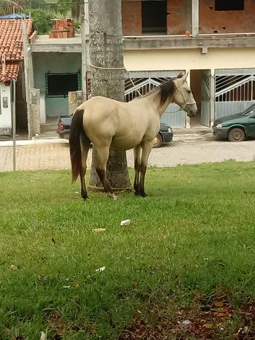 Vendo potro mestiço de paint horse iniciando a doma